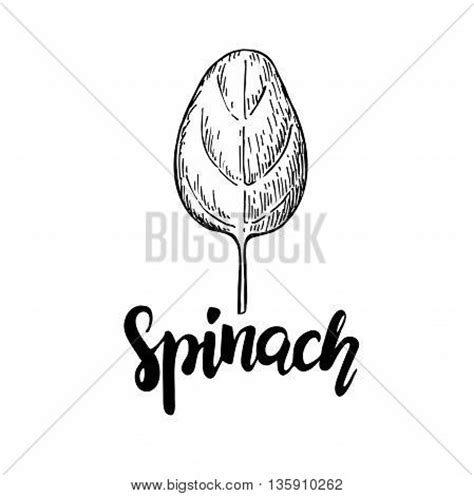 Spinach Leaf Hand Vector & Photo (Free Trial) | Bigstock