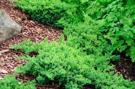 Juniperus procumbens 'Nana' Japanese Garden Juniper from Belmont Nursery