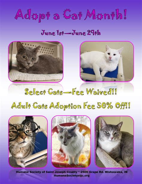 Adopt A Shelter Cat Month June 2019 – Humane Society of St. Joseph County