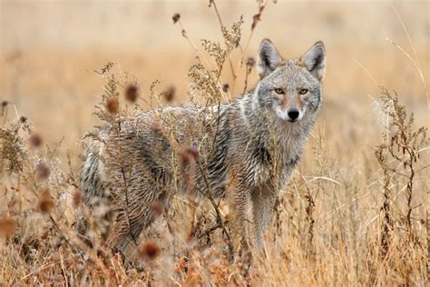 Amazing Desert Animals Surviving in Barren and Arid Landscapes