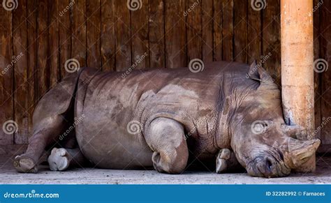 Rhino stock photo. Image of skin, herbivore, gray, wild - 32282992