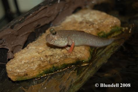 Mudskippers - Intriguing Little Buggers