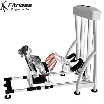 Hip Thrust Machine » Workout Planner