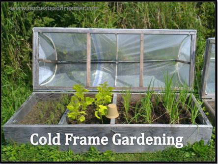 Cold Frame Gardening - Homestead Dreamer