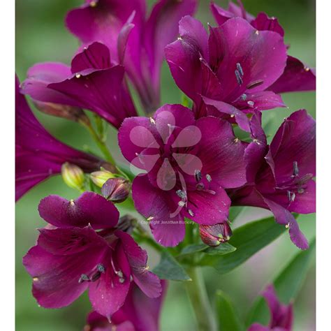 Alstroemeria 'Cardinal Purple' | Flower seedlings, Alstroemeria plants, Alstroemeria