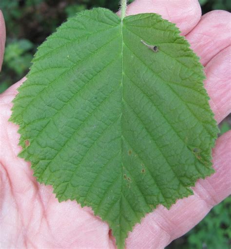 Hazel - Tree Guide UK - Common Hazel tree identification