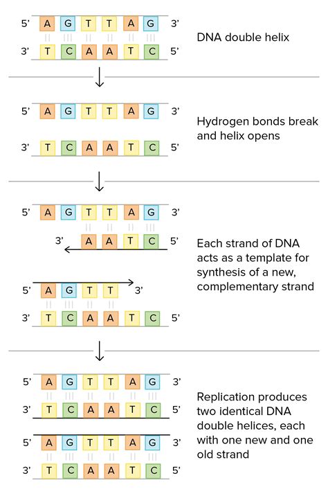 What Acts As The Template In Dna Replication