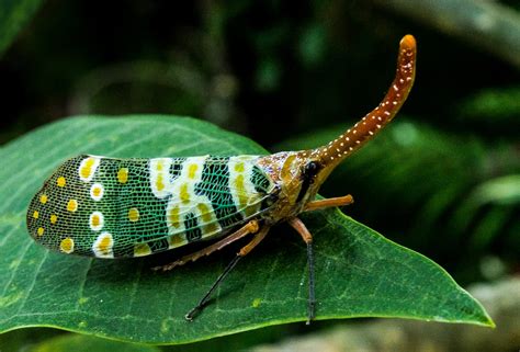 Free Images : nature, leaf, wildlife, green, red, insect, botany, colorful, fauna, invertebrate ...