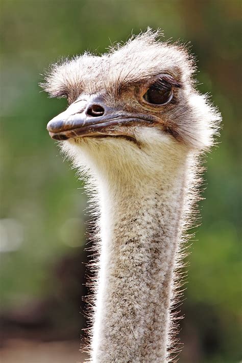 File:Ostrich - melbourne zoo.jpg