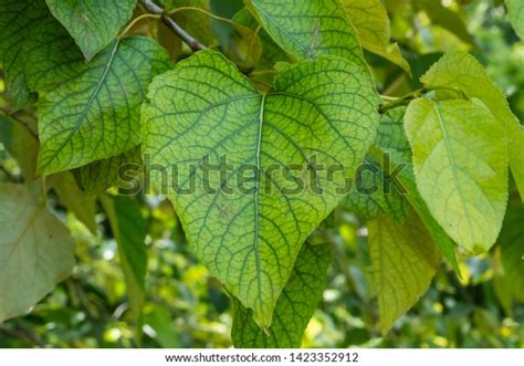 Black Cottonwood Leaves Springtime Stock Photo 1423352912 | Shutterstock