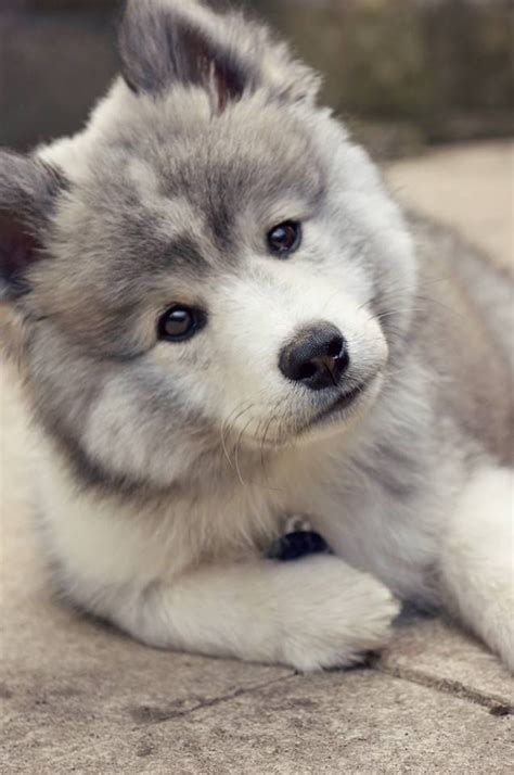 Baby malamute | Animaux/Animals | Animaux, Chien et Animaux adorables