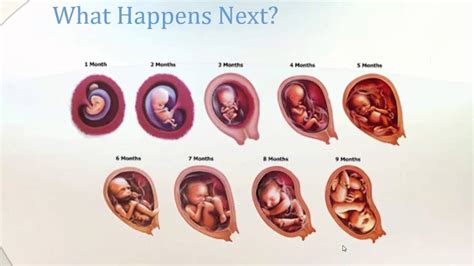 From Conception to Child Birth - YouTube