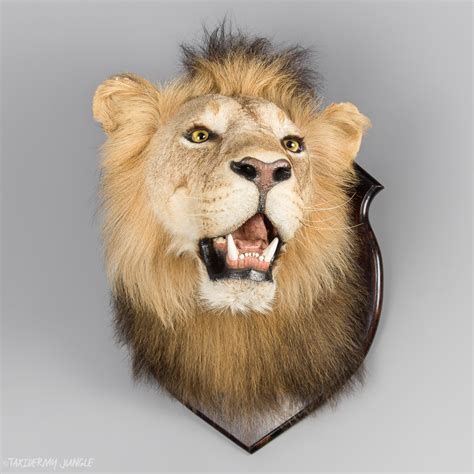 Taxidermy Lion Head by Rowland Ward - Taxidermy Jungle