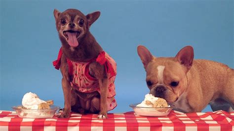 Dogs Eating Ice Cream - YouTube