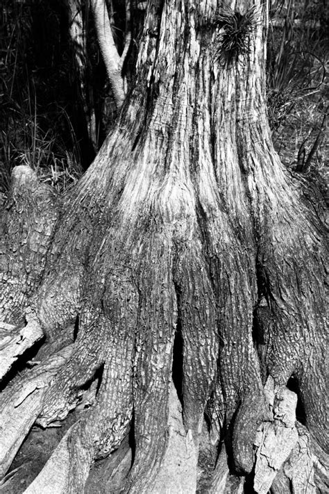 Hiking The Big Cypress Swamp - AUGIE'S ADVENTURESAUGIE'S ADVENTURES