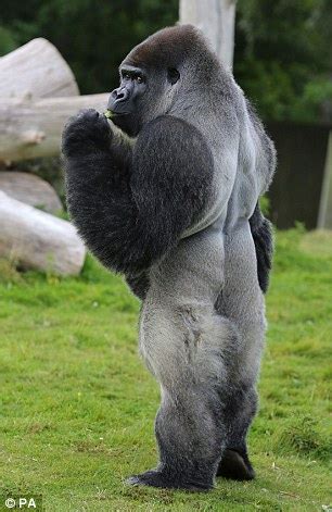 Meet Ambam, The Gorilla Wowing Spectators By Walking On Two Legs (Video)