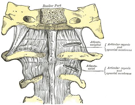 Anterior atlanto-occipital ligament - Physiopedia