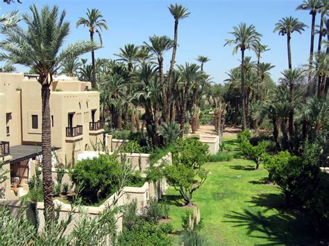 Photo: Palm plantation - Marrakech - Morocco