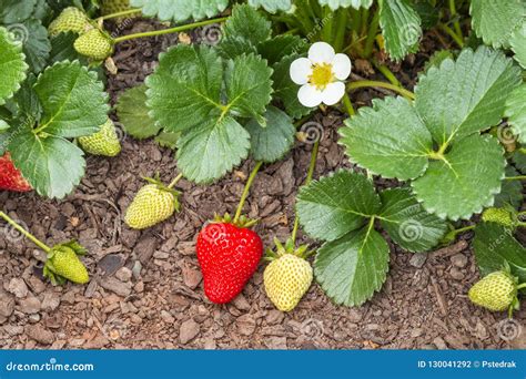 Planta De Fresa De Jardín Con Las Fresas De La Flor, Maduras E Inmaduras Foto de archivo ...