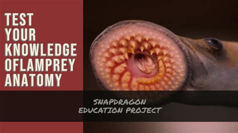 Sea Lamprey Anatomy