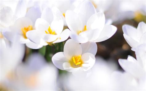 White Flowers Wallpapers - Wallpaper Cave