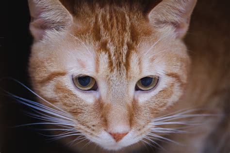 Orange Tabby Cat · Free Stock Photo