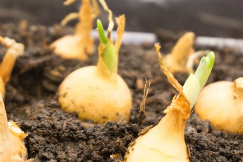 Succession Bulb Planting – How To Plant Bulb Bulbs In Layers | Planting bulbs, Succession ...