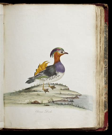 Plate showing a Chinese duck in 'Portraits of Rare and Curious Birds and their Descriptions from ...