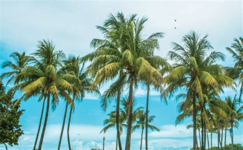 Miami Beach palms may be labeled historic to save them - Miami Today