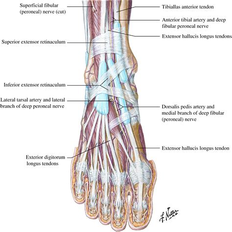 Peripheral Nerve Entrapments of the Lower Leg, Ankle, and Foot - Foot ...