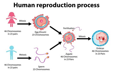 Image Result For Reproduction In Humans Flowchart Reproductive System | My XXX Hot Girl