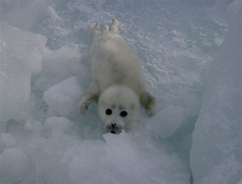 Animals & Friends: CASPIAN SEAL