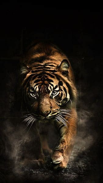 HD tiger wallpapers | Peakpx