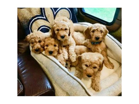 2 F1 mini goldendoodle puppies for sale Lakeland - Puppies for Sale Near Me