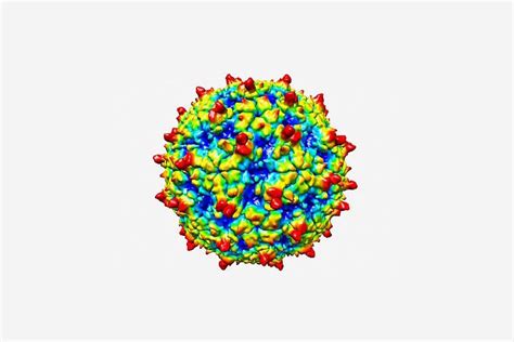 Structure of rhinovirus C revealed | Infobioquimica.org