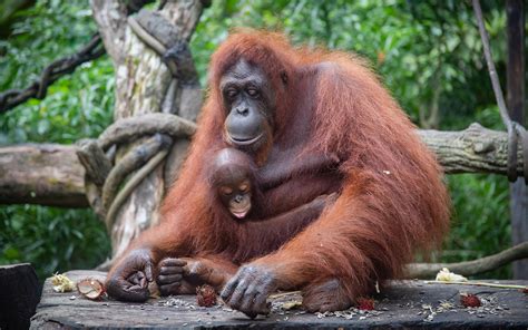 Explore 10 Singapore Zoo Facts: Fascinating Wildlife Insights