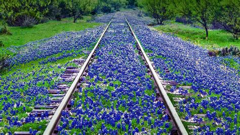 Texas Bluebonnet Wallpaper (39+ images)