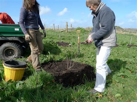 8 Easy Steps of Apple Tree Care First Year - A Beginner's Guide