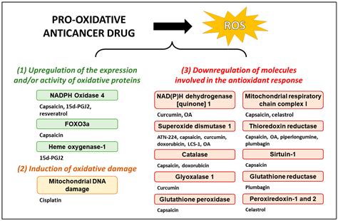 Antioxidants | Free Full-Text | Oxidative Stress Inducers in Cancer ...