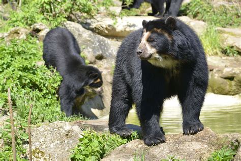 Spectacled Bear Facts - CRITTERFACTS