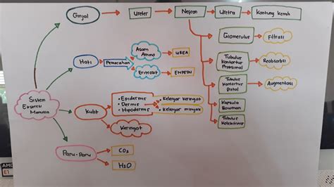 Mind Map Sistem Ekskresi Manusia kelompok 1 ~ caritau yuk