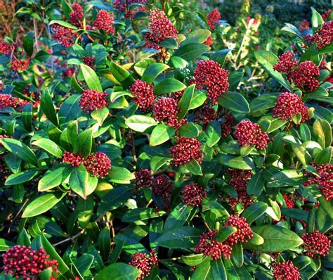 Skimmia - planting, pruning, advice on caring for the winter-blooming shrub