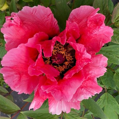 Vivid Pink (Tree) - Pure Peonies