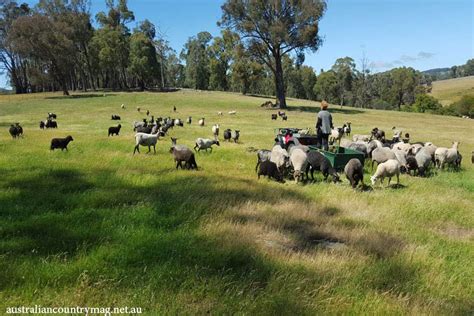 AUSTRALIA'S GOATLAND SHEEP | Farm life, Australia country, Australia