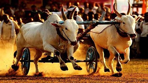 Petition · Say "NO" to Bullock-cart Race. . . - India · Change.org