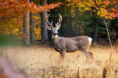 Maine Hunting Seasons 2024-2025 New Dates & Limits