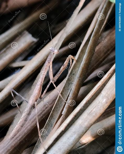 Camouflage praying mantis stock image. Image of praying - 269763209