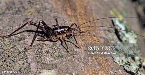 Camel Crickets Photos and Premium High Res Pictures - Getty Images