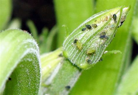 Aphid Control | Preventing and Getting Rid of Aphids - New England Today