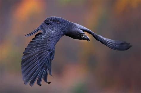 Premium Photo | Common raven flying over the forest in autumn nature